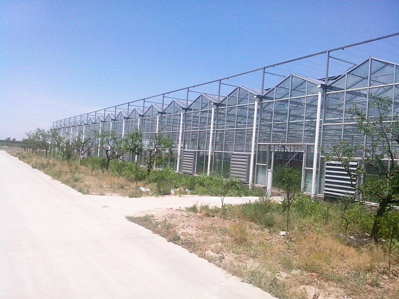 马头岭蔬菜基地建成2000多平方米